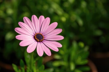 Obraz premium Garden flower photography capturing natural beauty