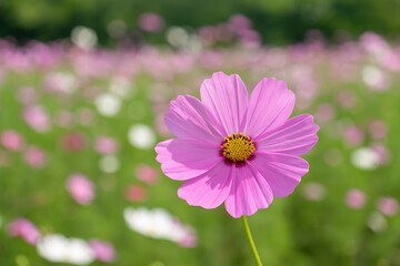 Obraz premium Beautiful pink cosmos flowers blooming in a park setting