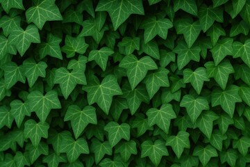 Fototapeta premium Background featuring lush green ivy leaves