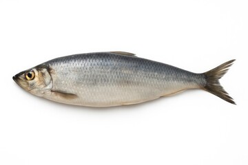 Fototapeta premium The significance of fresh herring as a valuable food source globally