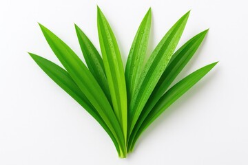Fototapeta premium Vibrant green pandan leaves with dew droplets on a plain white backdrop