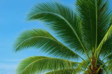 Obraz premium Lush green coconut palm leaves as a backdrop