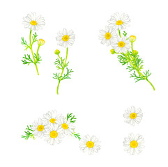 カモミール（ハーブ）のセット　手描き水彩イラスト素材