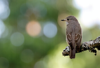 A spotted flycatcher sitting on a branch