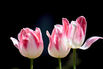 Pink tulip flower in springlight