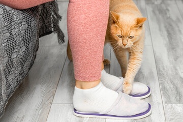  ginger cat rubs against human legs, close-up. cat rubs against person. cat marks territory. psychology of cat behavior. 