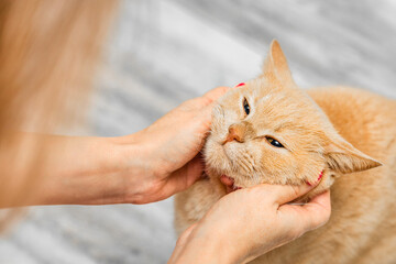 woman petting her beloved ginger cat, close-up. the breeder pets the cat. favorite cat. scratch the cat's cheeks