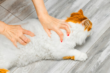 The breeder gives the cat a massage. woman petting cat. the breeder kneads the cat. massage for cat