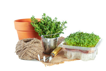 Fresh thyme and microgreens, pot and garden tools.  Gardening  concept.