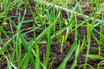 Young garlic shoots in a row in a garden bed.