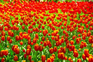 Blooming red and yellow tulips in the park. Annual tulip festival.