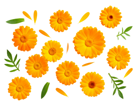Flat Lay Arrangement of Marigold Blossoms and Leaves, isolated on a transparent background. - Powered by Adobe