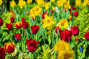 Fototapeta premium Blooming bright colorful tulips in the park.
