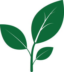 Green leaves and single leaf isolated on white background showing fresh natural growth and botanical detail