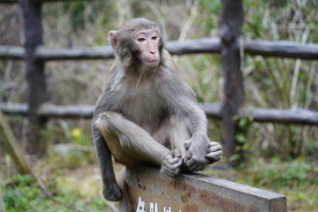 Wild Monkey in Zhangjiajie National Park, China