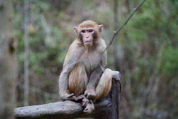 Wild Monkey in Zhangjiajie National Park, China
