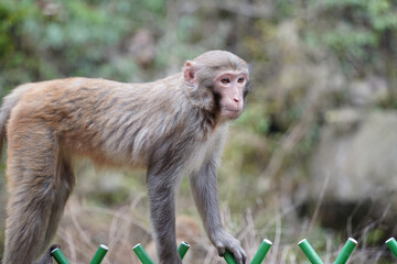 Wild Monkey in Zhangjiajie National Park, China