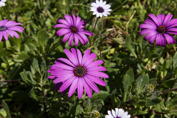 Obraz premium Beautifully vibrant African Daisy flowers (osteospermum) on full display in the sun. Dimorphotheca ecklonis, also known as Cape marguerite.