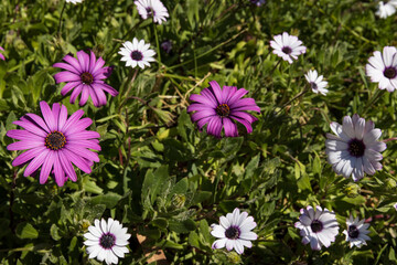 Fototapeta premium Beautifully vibrant African Daisy flowers (osteospermum) on full display in the sun. 