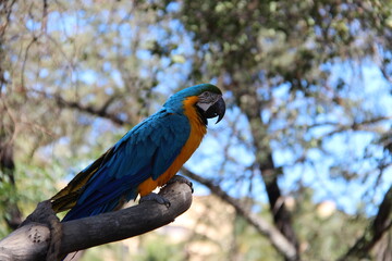 Blue and Gold Macaw sitting on a branch