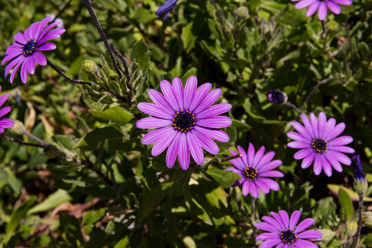 Beautifully vibrant purple African Daisy flowers (osteospermum) on full display in the sun. Dimorphotheca ecklonis, also known as Cape marguerite. - Powered by Adobe
