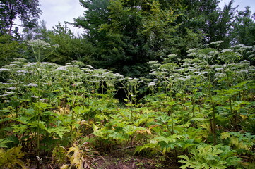 Nature reserve Bislich Island
