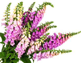  Foxglove Corner Cluster in Soft Cottagecore Style, isolated on a transparent background.