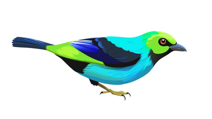 paradise-tanager-bird-in-digital-painting (2)