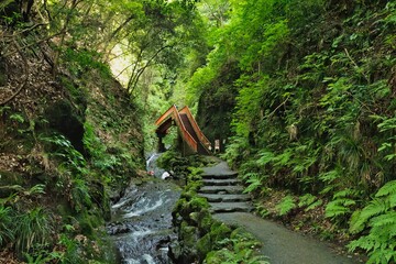 滝に向かう道