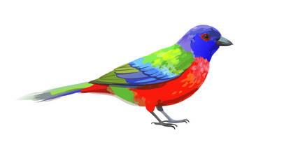 painted-bunting--in-digital-painting (1)