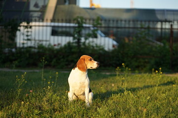 Beagle dog sitting on the grass, golden hour sunset light, looking away