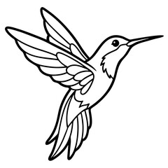 Xantus Hummingbird Minimalist Line Illustration