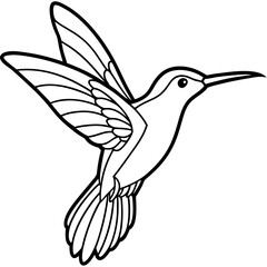 Xantus Hummingbird Minimalist Line Illustration