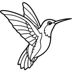 Xantus Hummingbird Minimalist Line Illustration