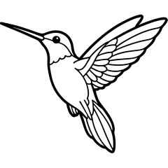 Xantus Hummingbird Minimalist Line Illustration