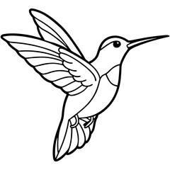 Xantus Hummingbird Minimalist Line Illustration