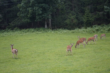 The fallow deer (Dama dama), known to hunters as the fallow deer, is a medium-sized stag. Males are characterized by their shovel-like antlers and their often spotted summer coat. Styria Austria.