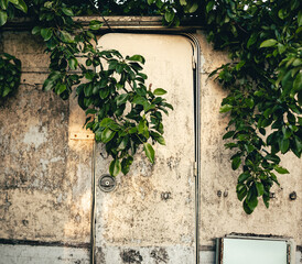 ivy on the wall