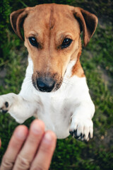 jack russell terrier