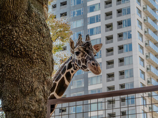 上野動物園のキリン © IceHotMilk