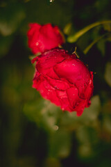 red rose with water drops