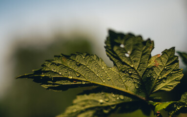 leaf of a tree