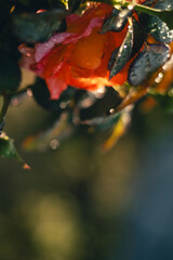 autumn leaves reflected in water