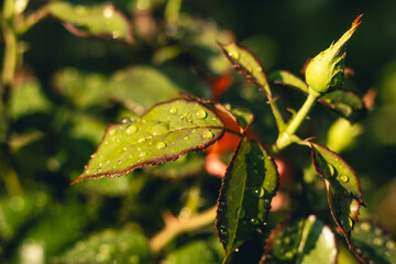 autumn leaves on the tree