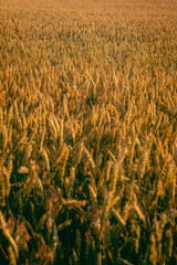 wheat and grass background