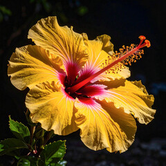 Close up shot of yellow and pink hibiscus flower with dark blur background