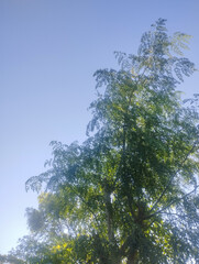 Fresh green tree with dense leaves against a bright blue sky in daylight