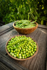 Freshly harvested green peas and peapods