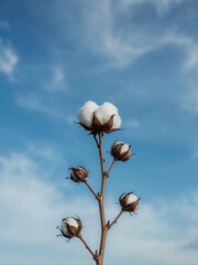 Cotton blooms reaching for the sky, a symbol of purity and growth.