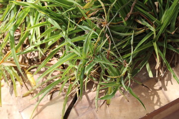 Ribbonplant, Spiderplant, Studentenplant, Kirjorönsylilja, Chlorophyton chevelu, Grünlilie, Falangio, Clorofito comosum, Cinta de novia, Chlorophytum comosum, Asparagaceae